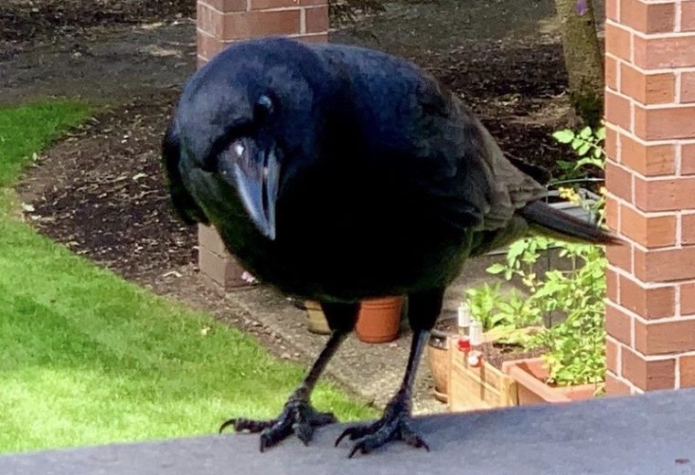Crows and Other Good Medicine: A Vertigo Recovery Project