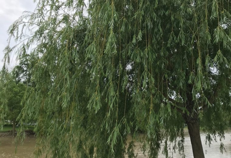 A Mile of Weeping Willows