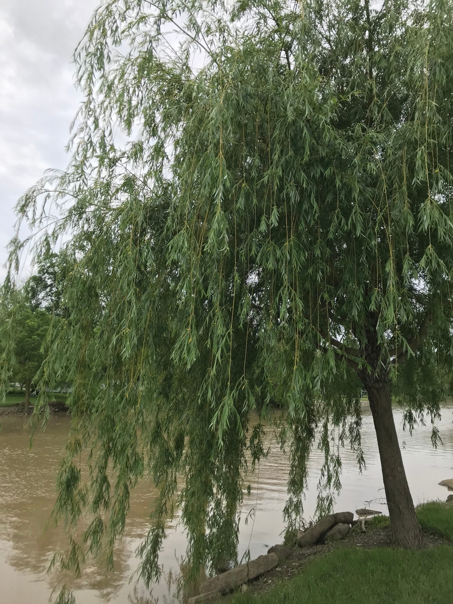 A Mile of Weeping Willows