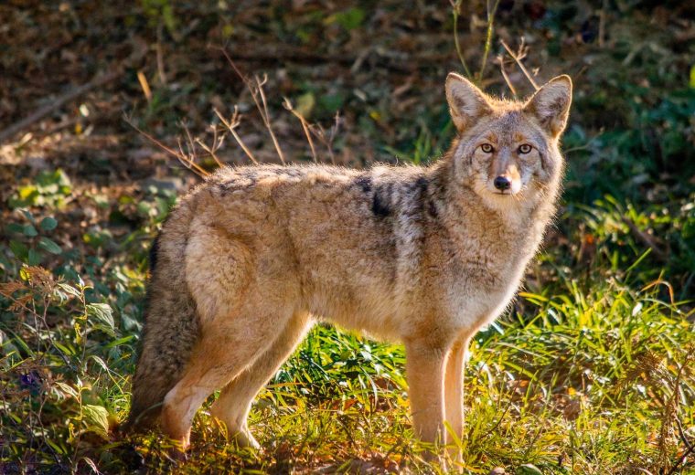 Dog Tails and Coyote Tales
