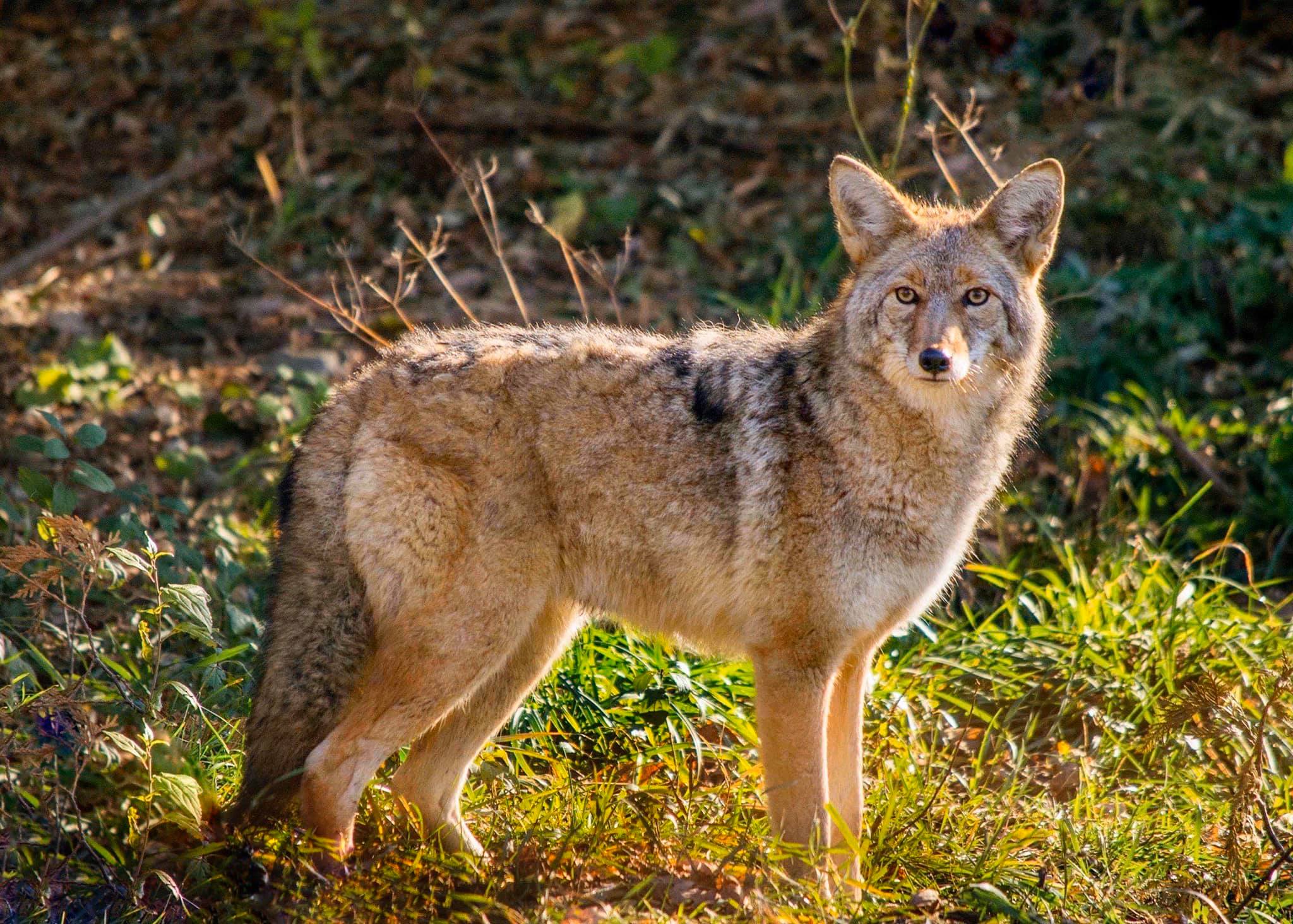 Dog Tails and Coyote Tales