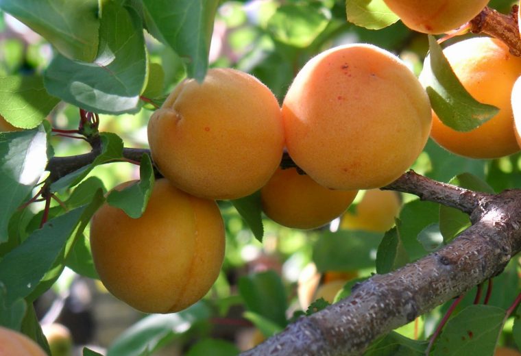 For the Love of Apricots