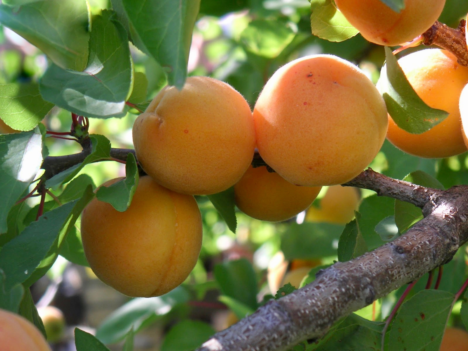 For the Love of Apricots
