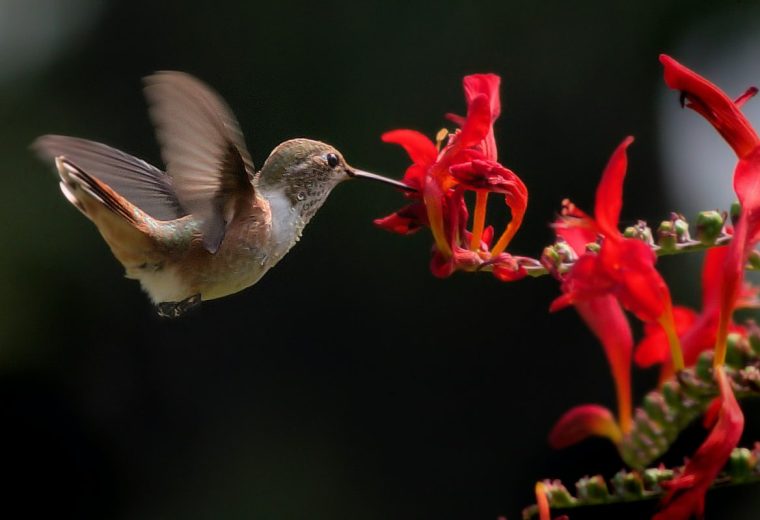 Lesson from Hummingbird: Don’t Hover Over Dead Flowers