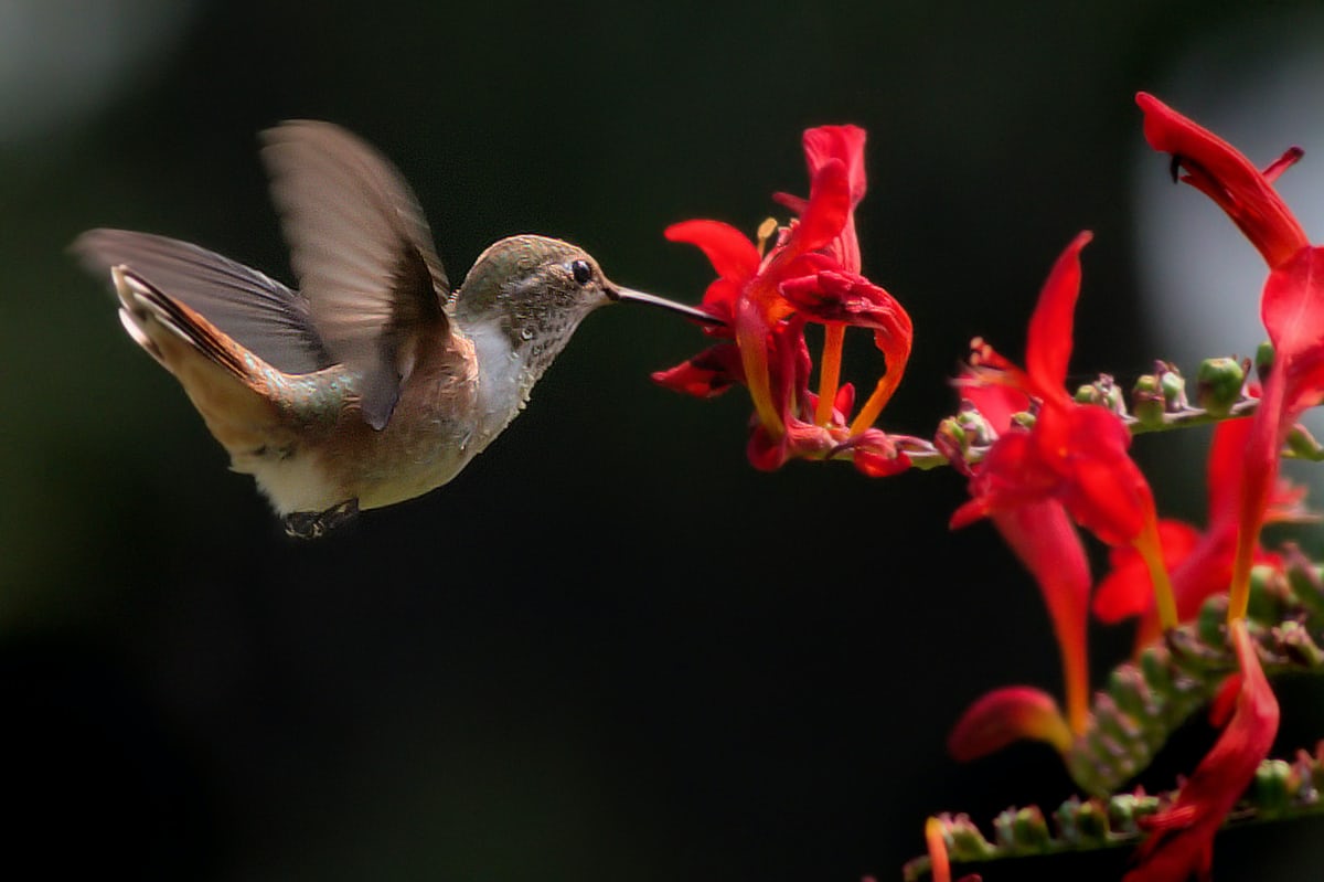 Lesson from Hummingbird: Don’t Hover Over Dead Flowers