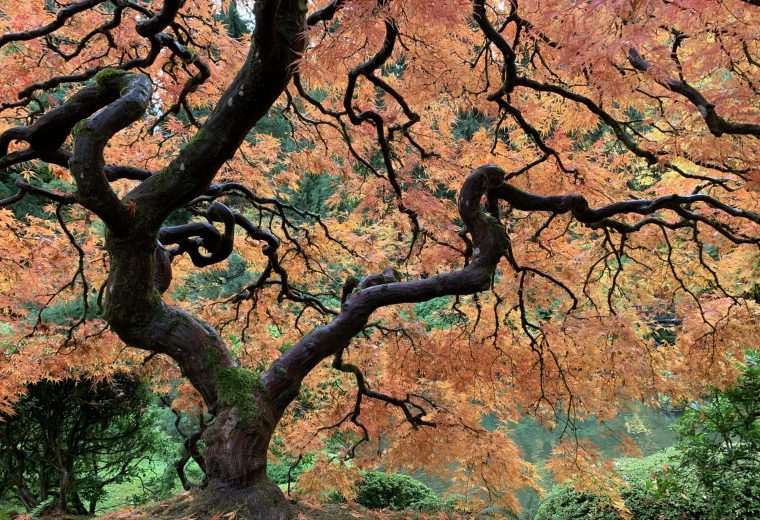 Peace and Comfort in the Japanese Garden