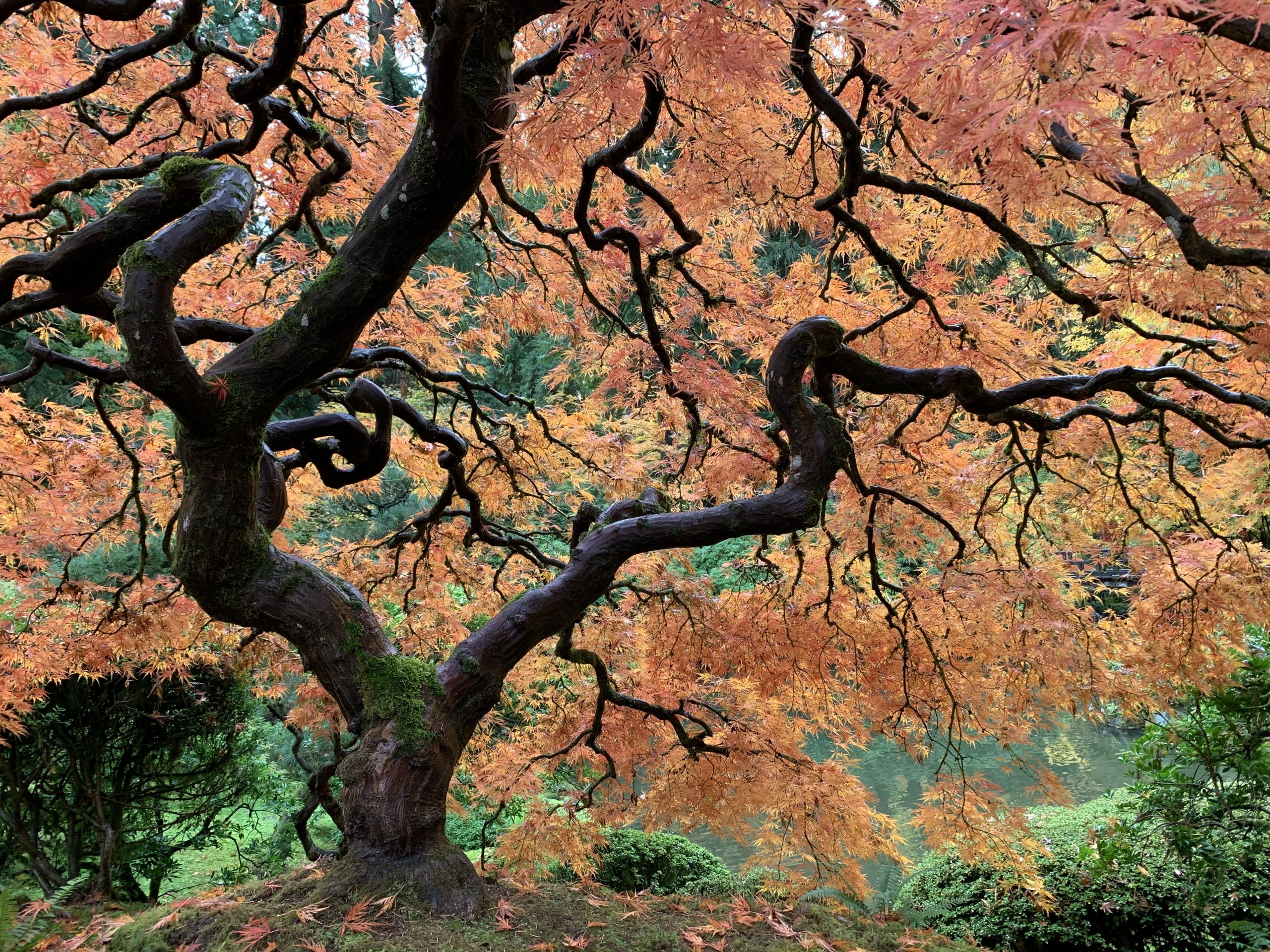 Peace and Comfort in the Japanese Garden