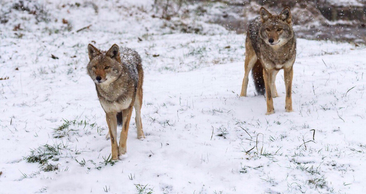 Putting On Our Winter Coats
