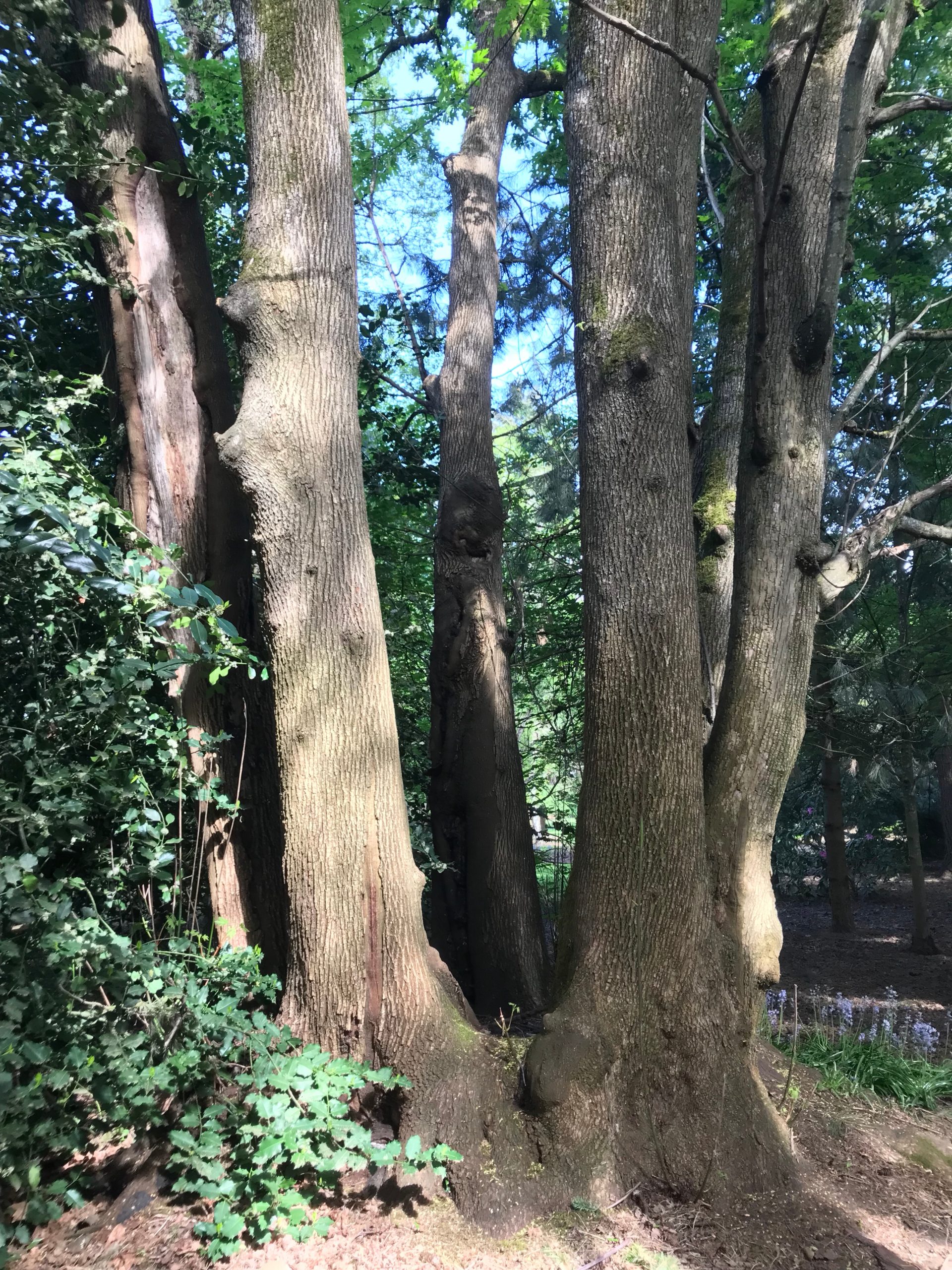 coppiced