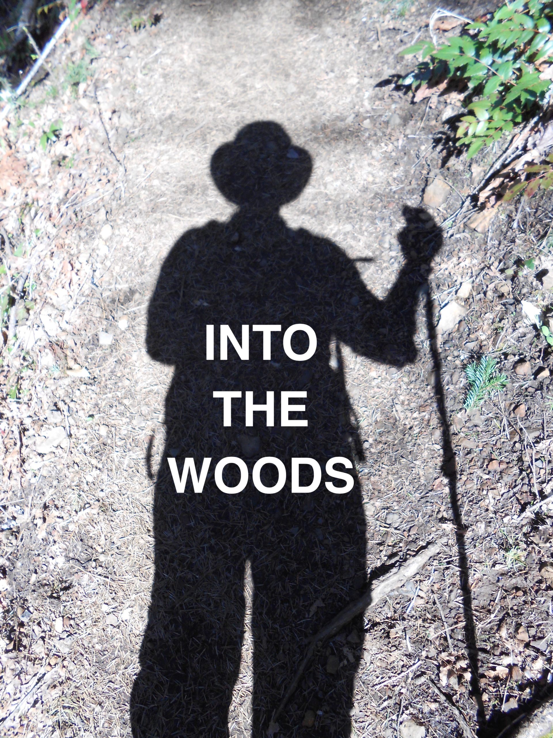 Into the woods
