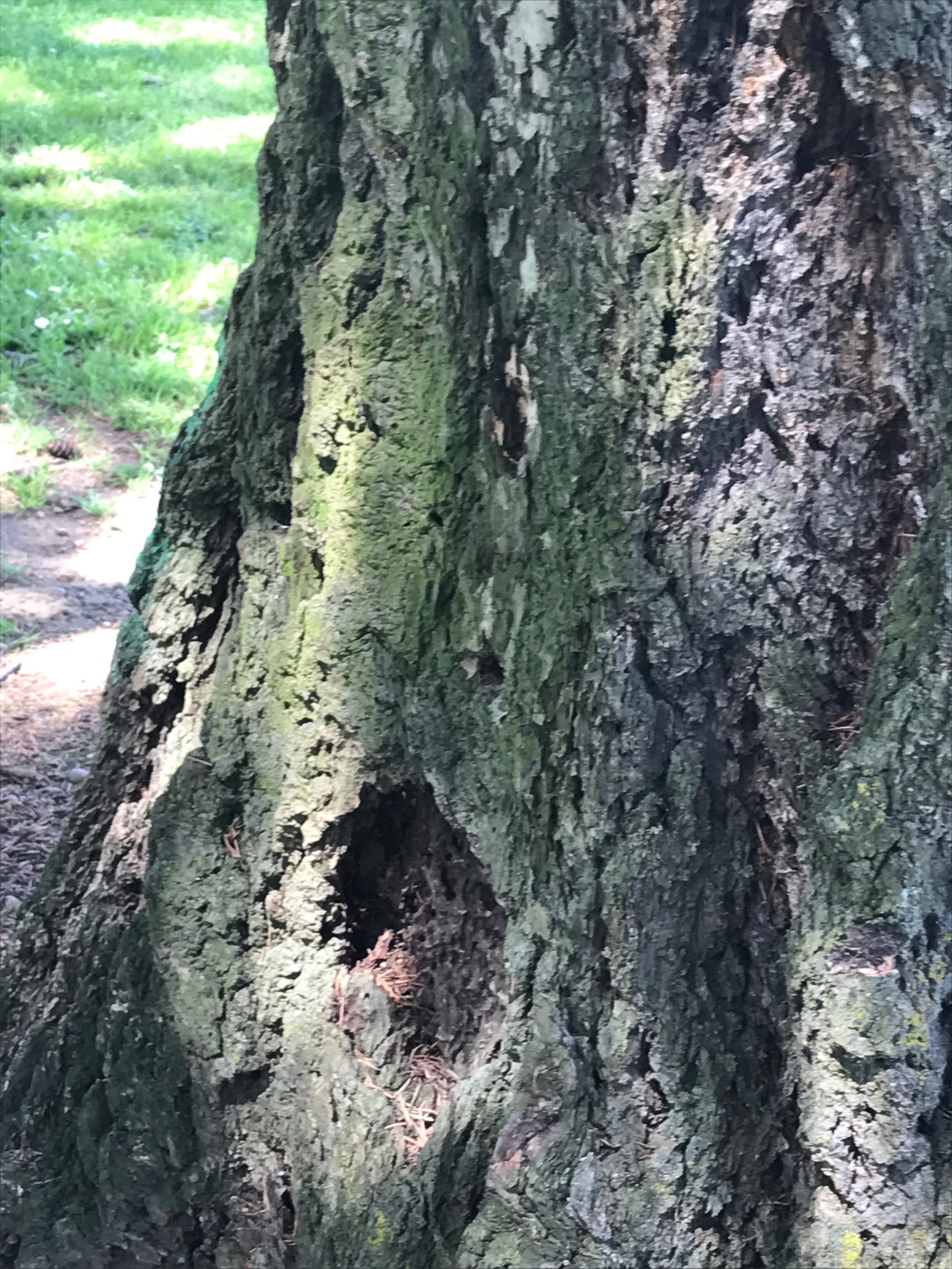 Treebeard 1
