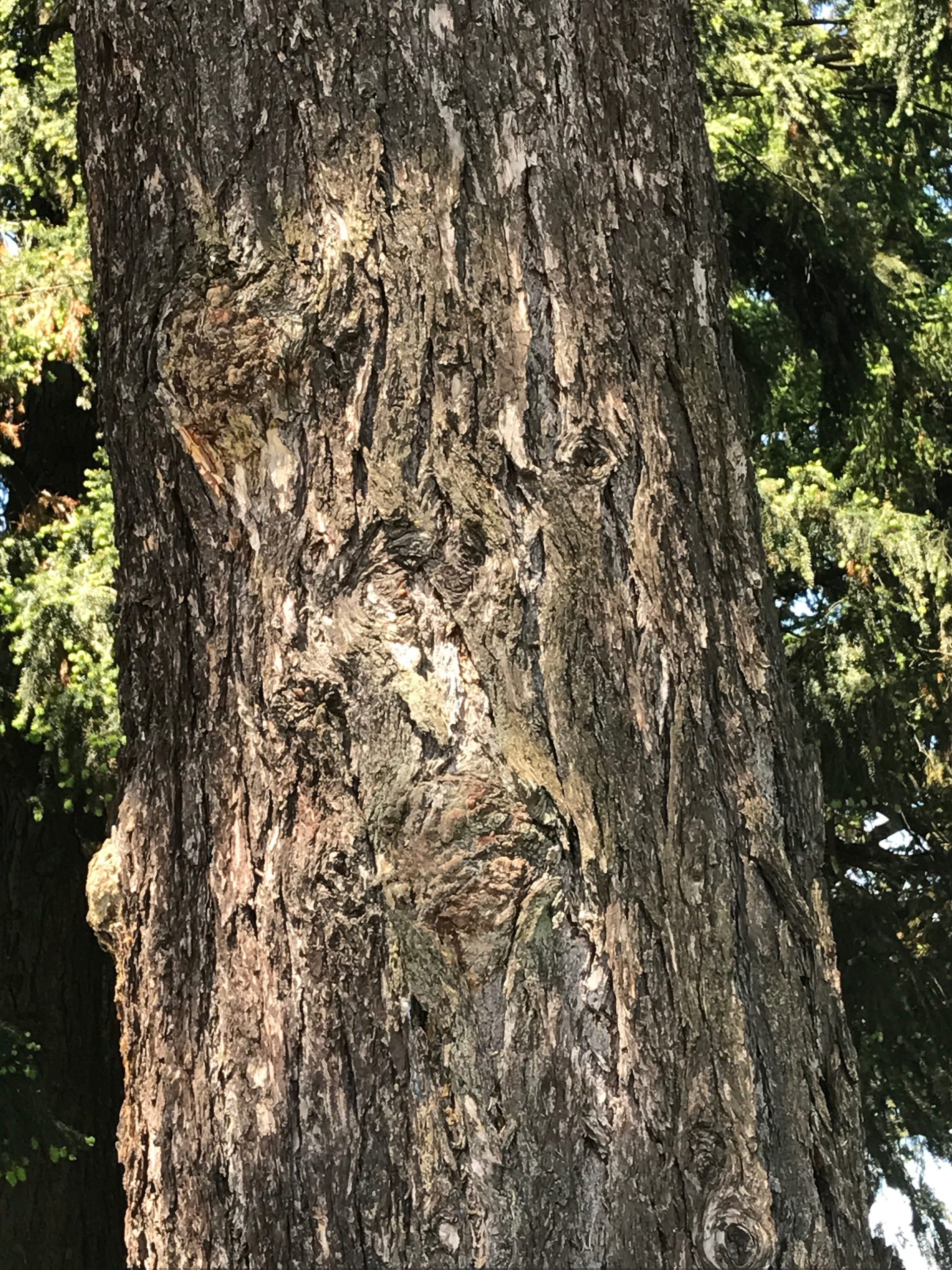 Treebeard 2