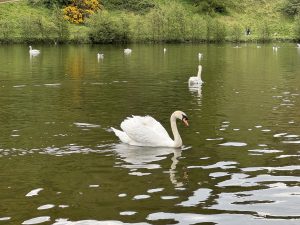 Mute Swans swimming on St. Margaret's Loch, Edinburgh, Scotland.
