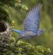 Fledgling Mountain Bluebird