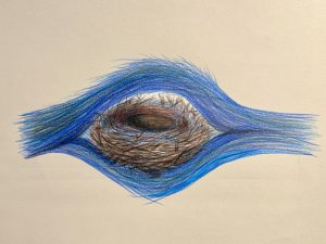 A colored-pencil drawing depicting a bird's nest nestled at the center of an eye-shaped opening formed by sweeping wings or fabric bands in shades of indigo, sapphire, and cerulean blue. The nest is woven from detailed sticks and roots in tobacco brown, sepia, and espresso tones, resting within a smooth, circular blue sanctuary. The background is a clean, off-white paper texture.