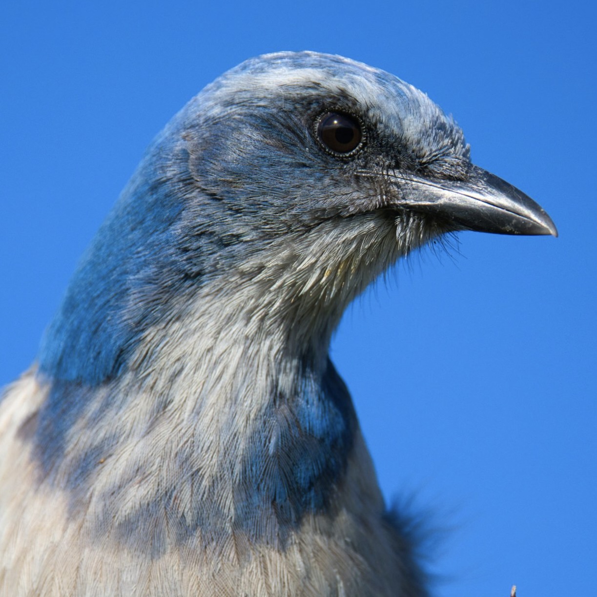 Scrub Jay