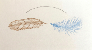 Two distinct feathers laid out side by side on a clean white page, drawn with light, deliberate strokes.