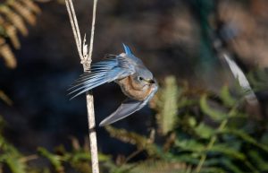 Bluebird takes flight.