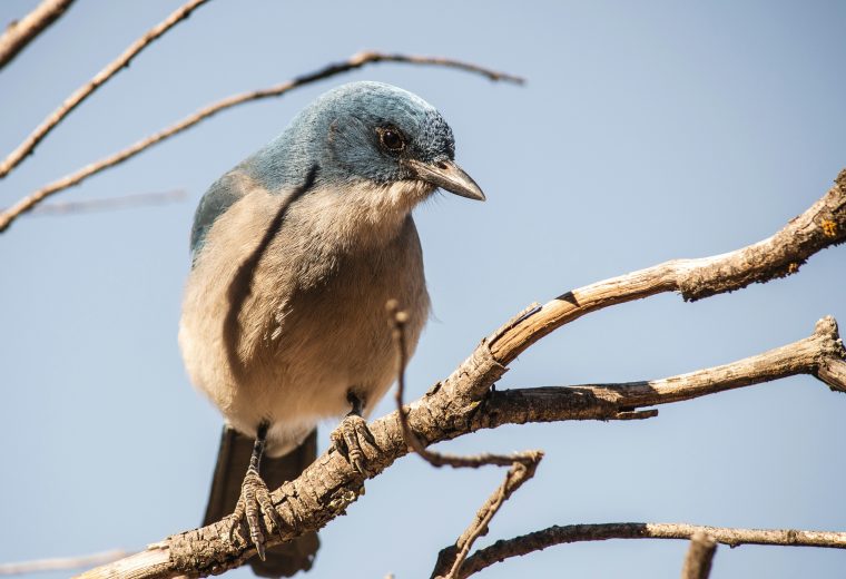 Bluebird perched on a branch.