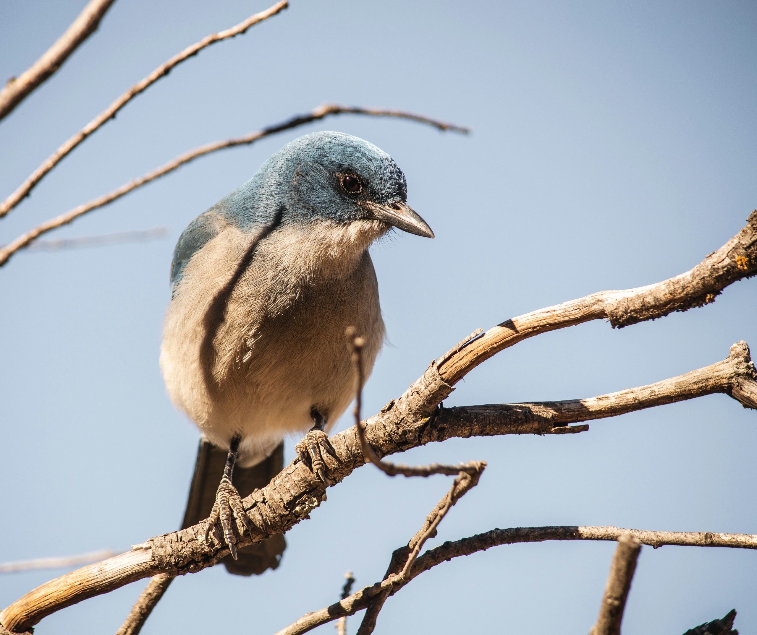 Bluebird perched on a branch.