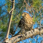Young Cooper's hawk. Photo by Steve Harvey on Unsplash.