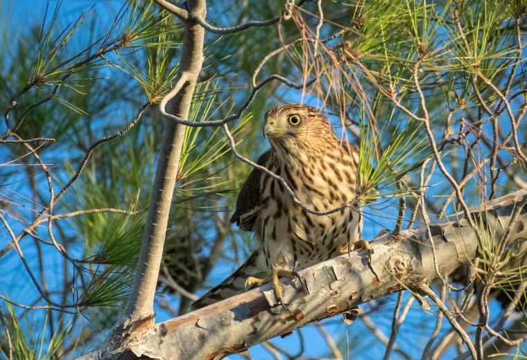 Young Cooper's hawk.