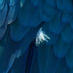 Closeup of a bird's blue feathers and feather fluff.