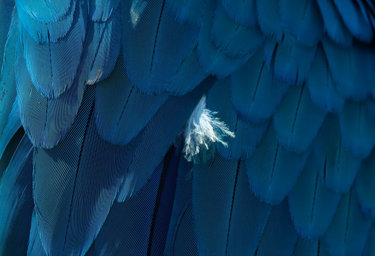 Closeup of a bird's blue feathers and feather fluff.
