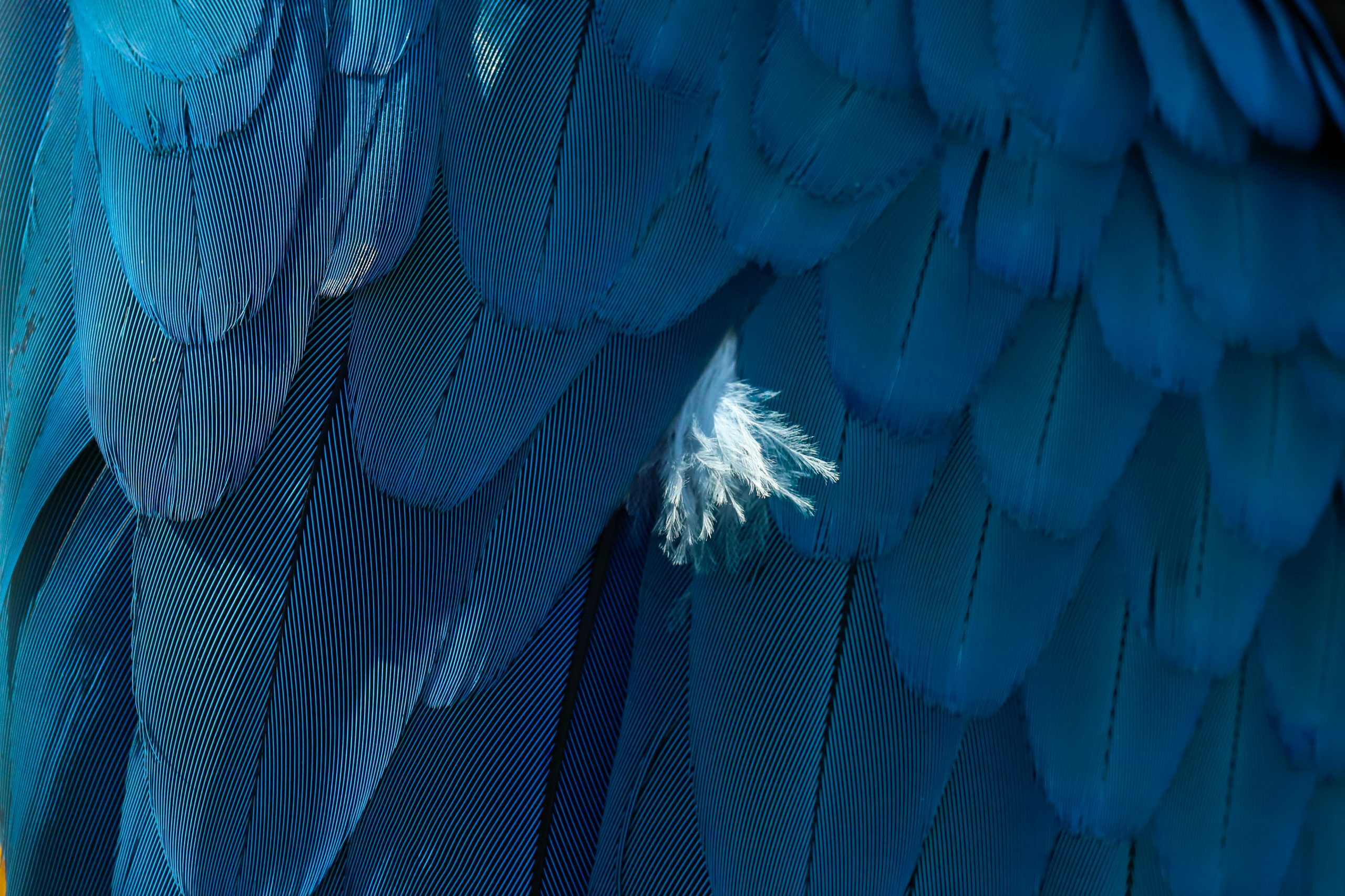 Closeup of a bird's blue feathers and feather fluff.