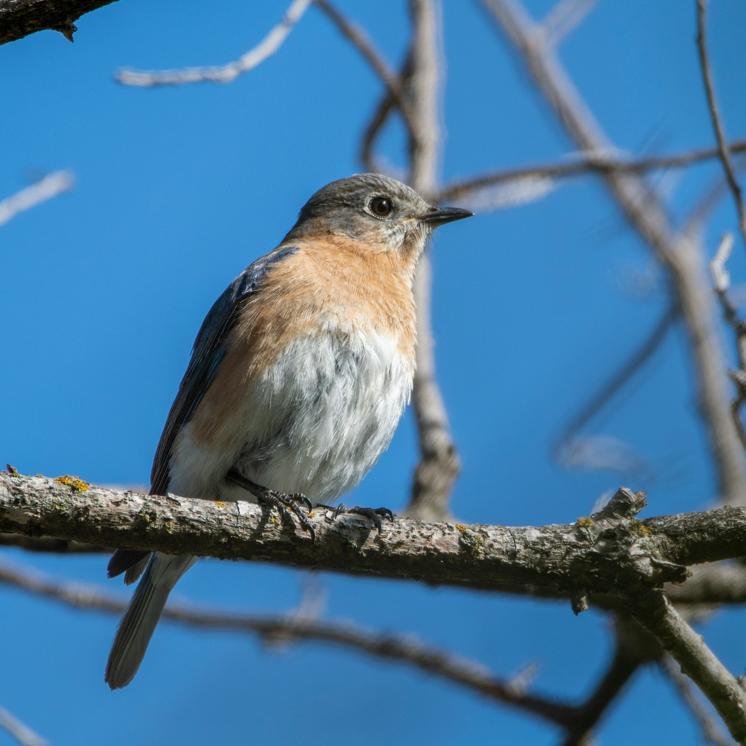Eastern Bluebird perched on branch in tree.